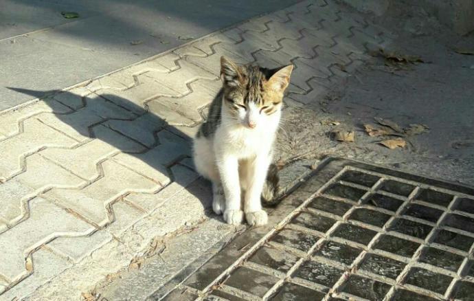 Kedi sever misiniz?