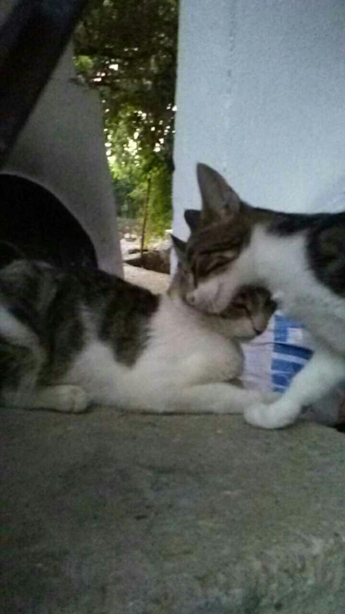 Kedi sever misiniz?