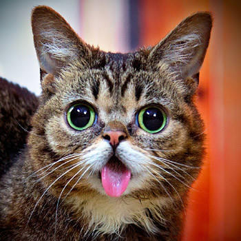 Kedi sever misiniz?