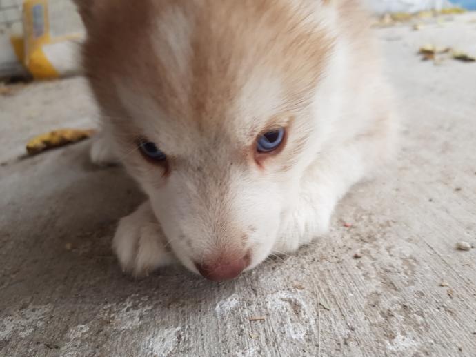 Yavru Köpekler ile Oynanan Oyunlar Nelerdir?