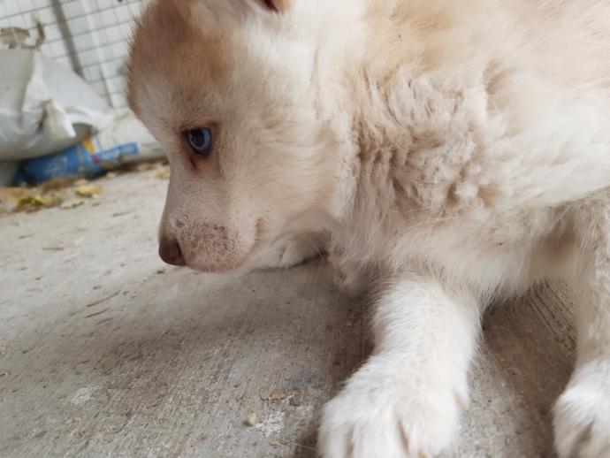 Yavru Köpekler ile Oynanan Oyunlar Nelerdir?