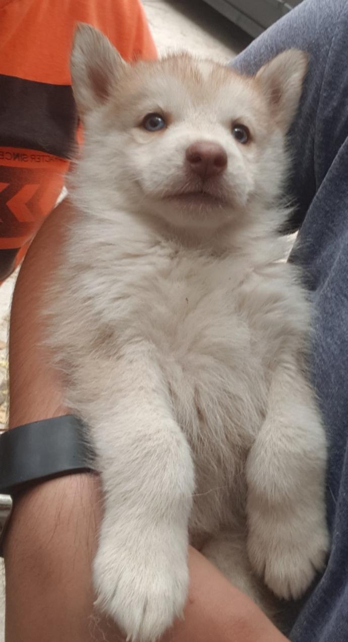Yavru Köpekler ile Oynanan Oyunlar Nelerdir?