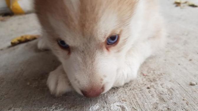 Yavru Köpekler ile Oynanan Oyunlar Nelerdir?