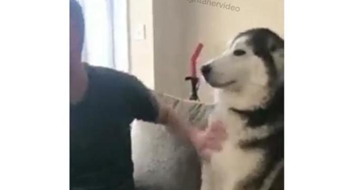 Bu köpeğin cinsi ne?