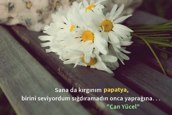 Sana da kırgınım papatya bir seviyor'u sığdıramadın onca yaprağına !Seviyor ya da sevmiyor diye papatyalara hiç sordunuz mu ?