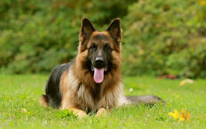 Alman Kurdu, Doberman, Sibirya kurdu hangisi daha karizmatik kopek?