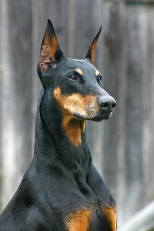 Alman Kurdu, Doberman, Sibirya kurdu hangisi daha karizmatik kopek?