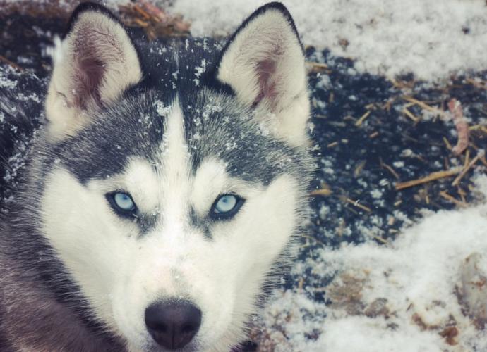 Alman Kurdu, Doberman, Sibirya kurdu hangisi daha karizmatik kopek?