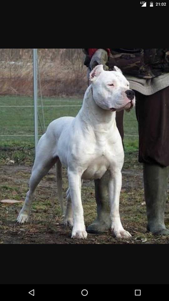 Alman Kurdu, Doberman, Sibirya kurdu hangisi daha karizmatik kopek?