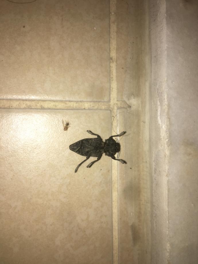 Sacma cevap verecekler yazmasın bu böcek ne böceği?