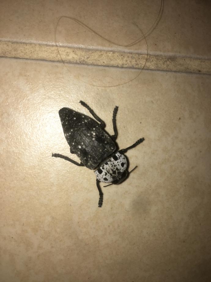 Sacma cevap verecekler yazmasın bu böcek ne böceği?