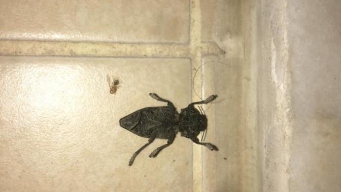 Sacma cevap verecekler yazmasın bu böcek ne böceği?
