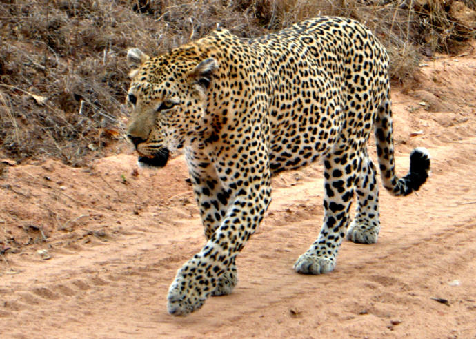 Kaslı iri yarı bir insan ortalama 70-80 kilo gelen  yetişkin bir  leoparla teke tekte baş edebilir mi?