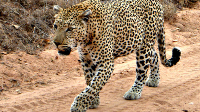 Kaslı iri yarı bir insan ortalama 70-80 kilo gelen yetişkin bir leoparla teke tekte baş edebilir mi?