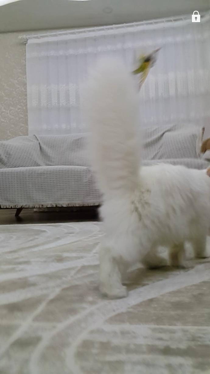 Veteriner ya da vet. tanıdığı olan yardım edebilir mi ?