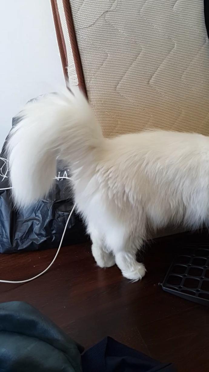 Veteriner ya da vet. tanıdığı olan yardım edebilir mi?