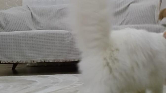 Veteriner ya da vet. tanıdığı olan yardım edebilir mi?