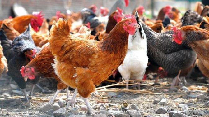 Tavukların kafalarındaki sallanan kırmızı parçalar ne işe yarar?