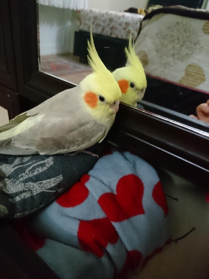 Çocuğum aynaları çok seviyor çok bakarsa deli olur mu?