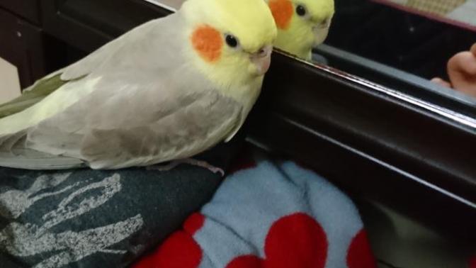 Çocuğum aynaları çok seviyor çok bakarsa deli olur mu?