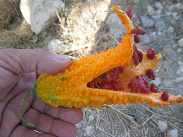 Kudret Narının Faydalarını Biliyor musunuz?