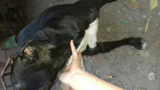 Bu köpeğin cinsi ne?