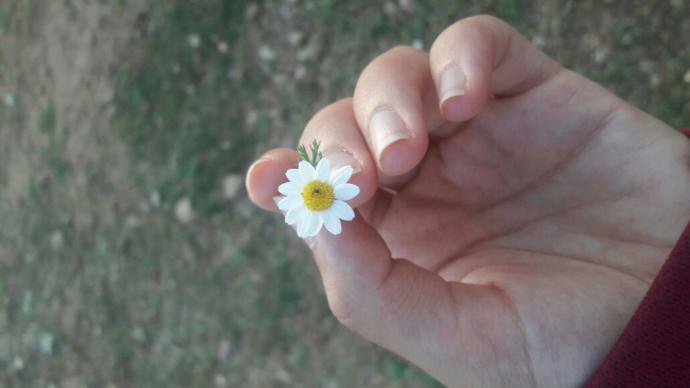 Kim bana saflığın ve masumluğun en güzelini alır papatya?