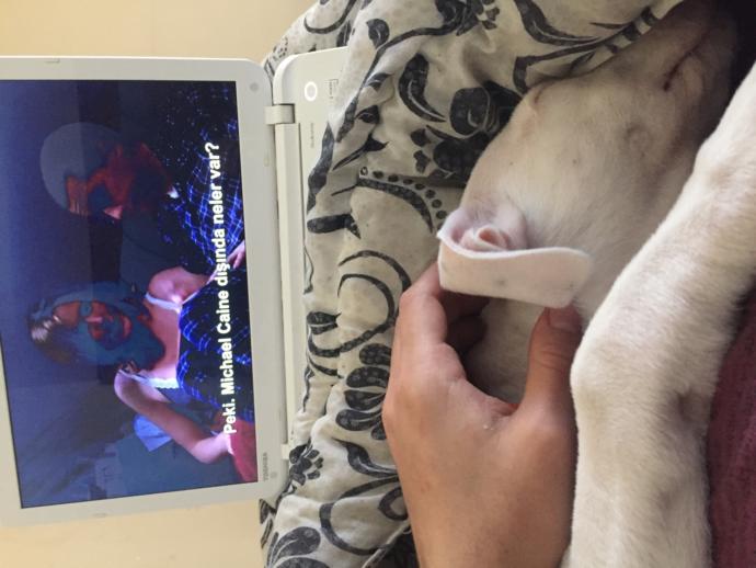 Köpeğim sürekli uyuyor?