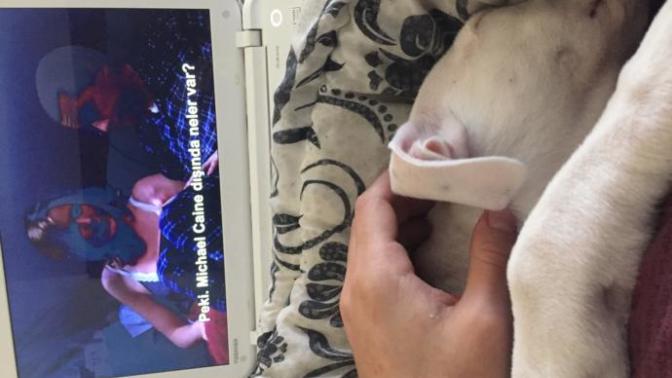 Köpeğim sürekli uyuyor?