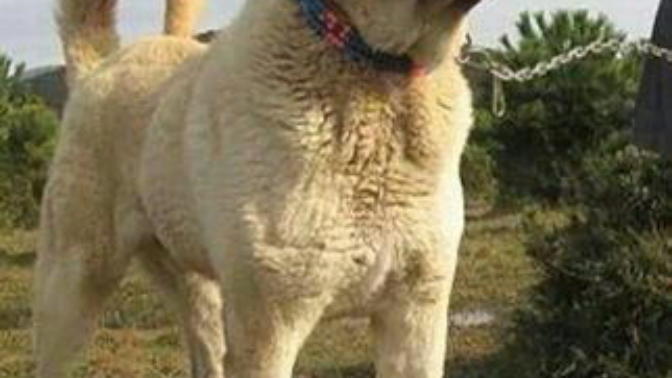 Kangal vs Panter sizce hangisi alır?