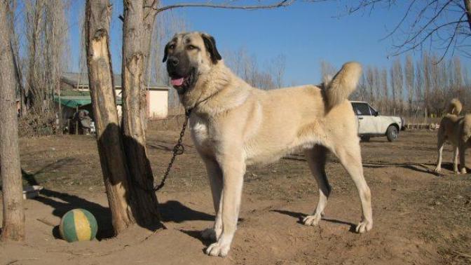 Kangal vs Leopar sizce ikisi kapıştırılsa?
