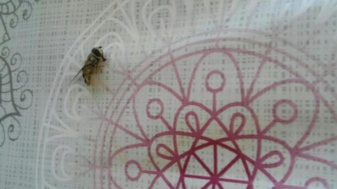Bu arı can çekişiyor ne yapmam lazım?