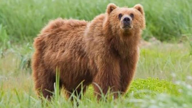 Sizce Alaska Boz Ayısı mı yener yoksa Afrika Aslanı mı?