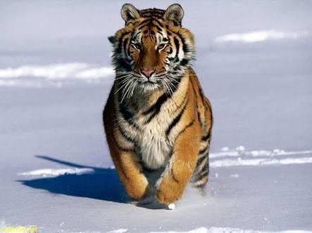 Sizce Sibirya Kaplanı mı yener yoksa Alaska Boz Ayısı mı?