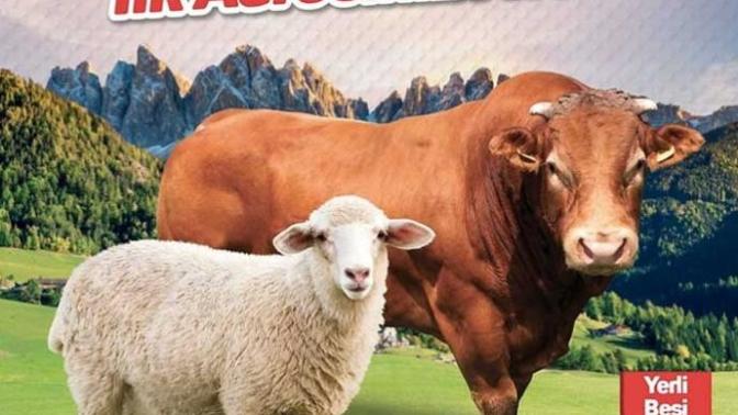 Sizce 2 Adet Büyükbaş Hayvan (500' Er Kilo - 15.330 TL) Kesecek Durumda Olan İnsanlar Fakir Midir?
