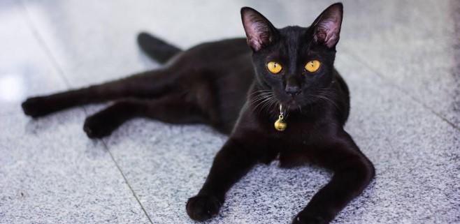 zayıf kedi nasıl beslenmeli