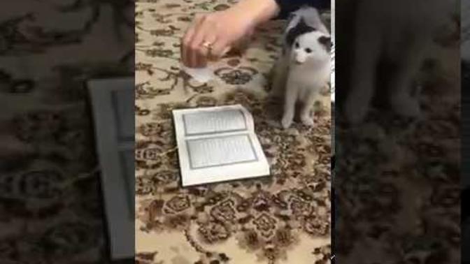 Kurana basmayan kedi olayı gerçek mi?