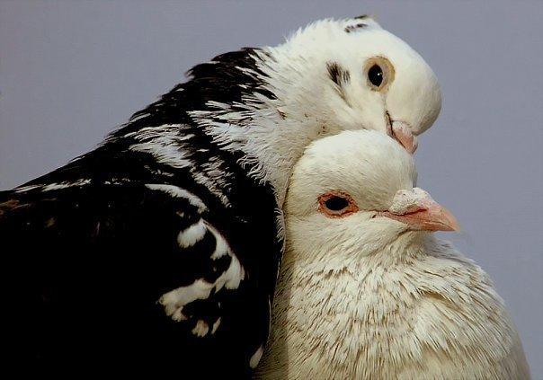 Size aşkı en çok çağrıştıran hayvan hangisi ?