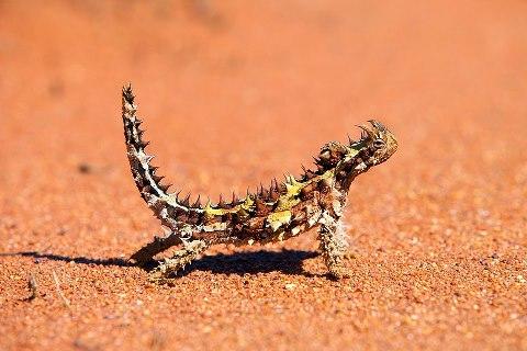 Arizona kertenkelesi beslemek istermiydiniz?