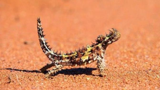 Arizona kertenkelesi beslemek istermiydiniz?