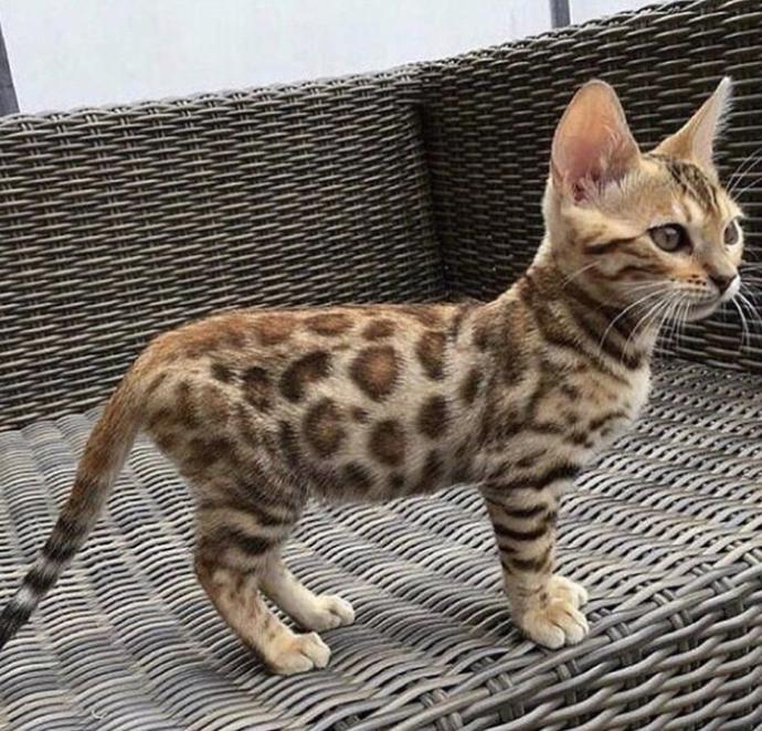 Kedi mi ? Leopar mı ? 😂?