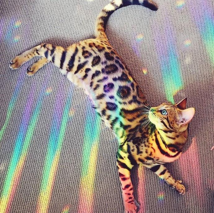 Kedi mi? Leopar mı? 😂?