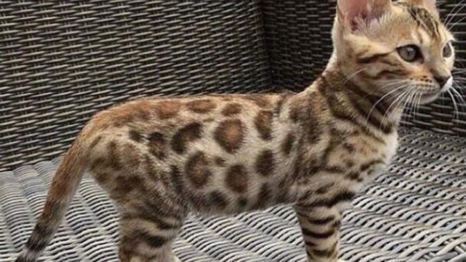 Kedi mi? Leopar mı? 😂?