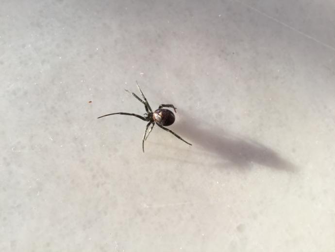 karadul örümceği mi odamdan çıktı? 
