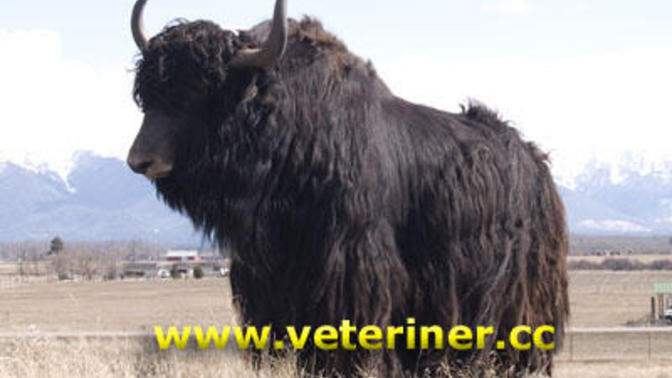 Tibet Öküzü kimler Sever?