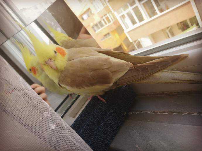 Kuşlarda geviş getirir mi?
