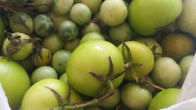 Yeşil domatesin kizarip olgunlaşması için ne yapılır?