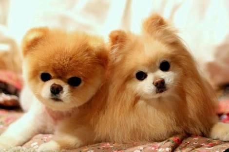 Pomeranian boo cok sevimli bir köpek degil mii besleyenler ulasin bana lutfen?
