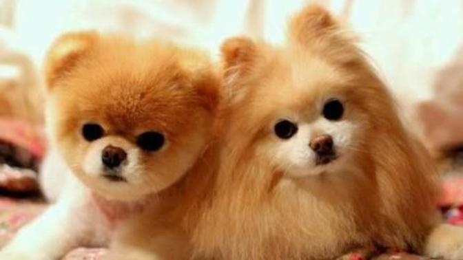 Pomeranian boo cok sevimli bir köpek degil mii besleyenler ulasin bana lutfen?