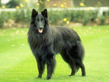 Belçika Kurdu Groenendael nasıl bir köpek?